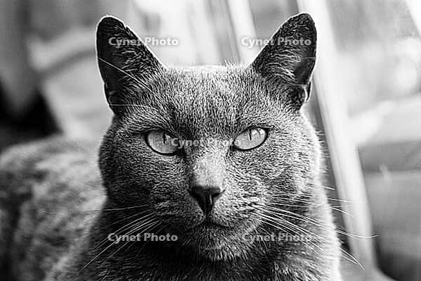 Black and White portrait of a Russian Blue tabby cat looking at the camera [IBR123723319]