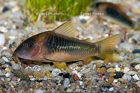 Corydoras fish on the bottom and in the aquarium [IBR123723320]