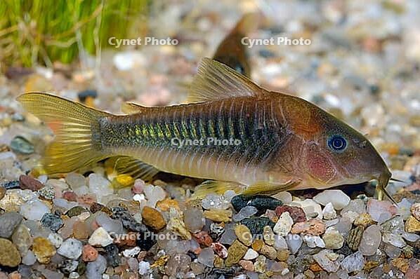 Corydoras fish on the bottom and in the aquarium [IBR123723323]