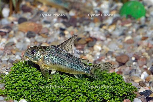 Corydoras fish on the bottom and in the aquarium [IBR123723324]