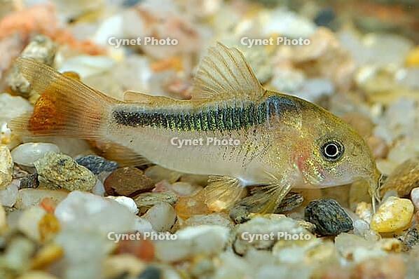 Corydoras fish on the bottom and in the aquarium [IBR123723325]