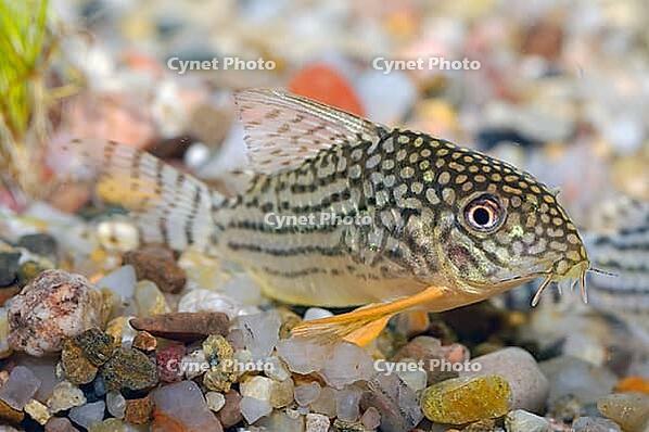 Corydoras fish on the bottom and in the aquarium [IBR123723326]