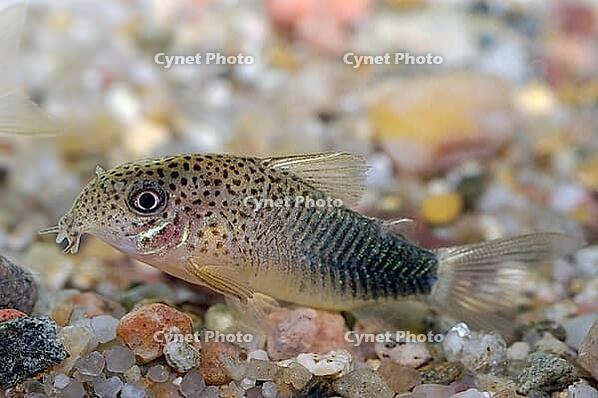 Corydoras fish on the bottom and in the aquarium [IBR123723327]