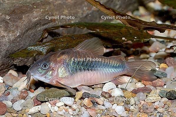 Corydoras fish on the bottom and in the aquarium [IBR123723328]