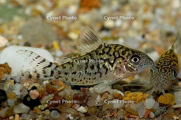 Corydoras fish on the bottom and in the aquarium [IBR123723330]
