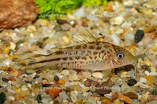 Corydoras fish on the bottom and in the aquarium [IBR123723331]