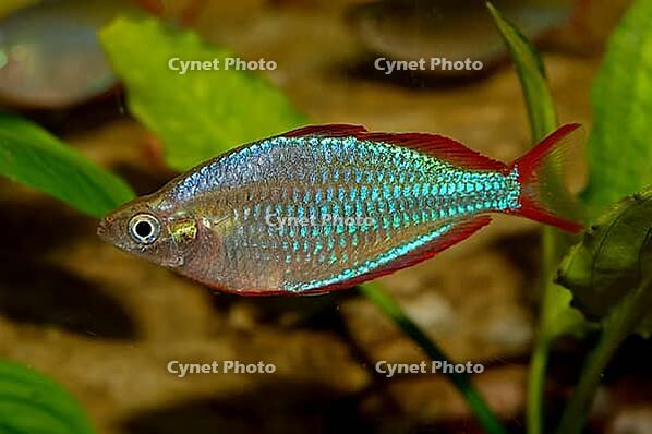 Aquarium fish from genus Melanotaenia [IBR123723334]