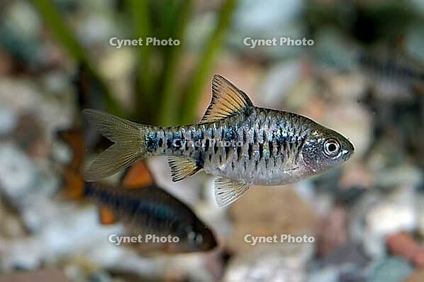 Aquarium fish from genus Puntius [IBR123723336]
