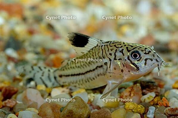 Corydoras fish on the bottom and in the aquarium [IBR123723337]