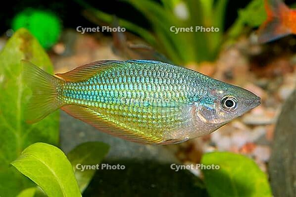 Aquarium fish from genus Melanotaenia [IBR123723342]