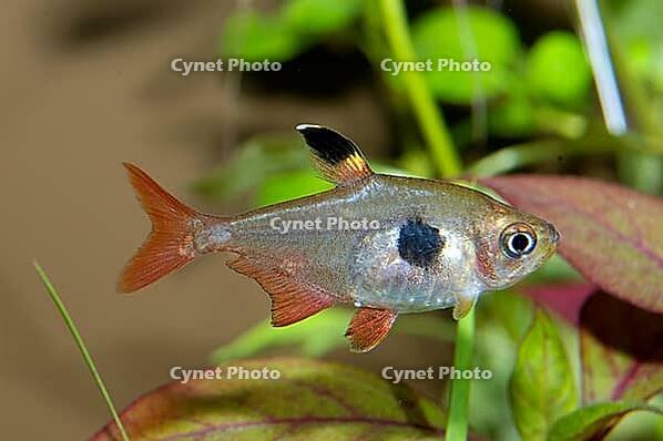Aquarium fish from genus Hyphessobrycon [IBR123723343]