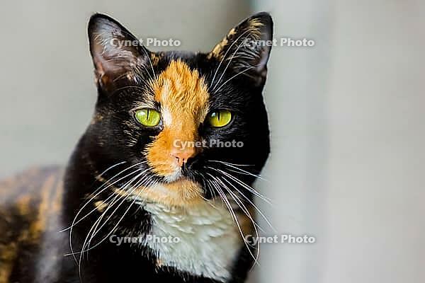 Beautiful calico tortoiseshell tabby cat sitting on a couch [IBR123723344]