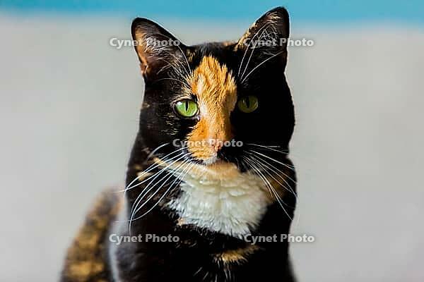 Beautiful calico tortoiseshell tabby cat sitting on a couch [IBR123723345]