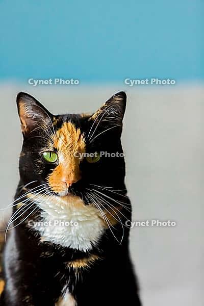 Beautiful calico tortoiseshell tabby cat sitting on a couch [IBR123723346]