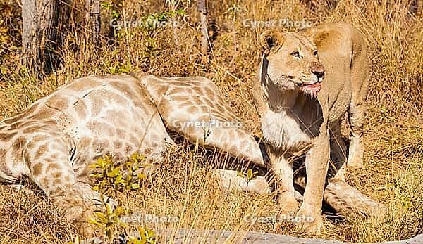 African Lion eating a Giraffe on safari in a South African Game Reserve [IBR123723348]