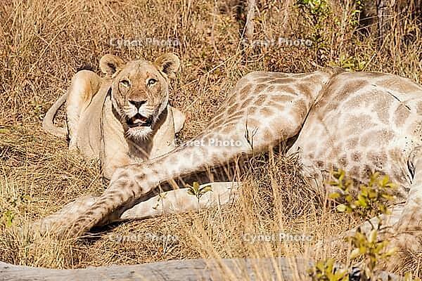 African Lion eating a Giraffe on safari in a South African Game Reserve [IBR123723349]