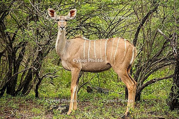 African Kudu Cow antelope buck in a South African wildlife reserve [IBR123723351]