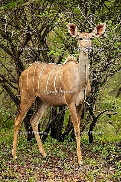 African Kudu Cow antelope buck in a South African wildlife reserve [IBR123723352]