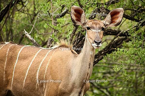 African Kudu Cow antelope buck in a South African wildlife reserve [IBR123723353]