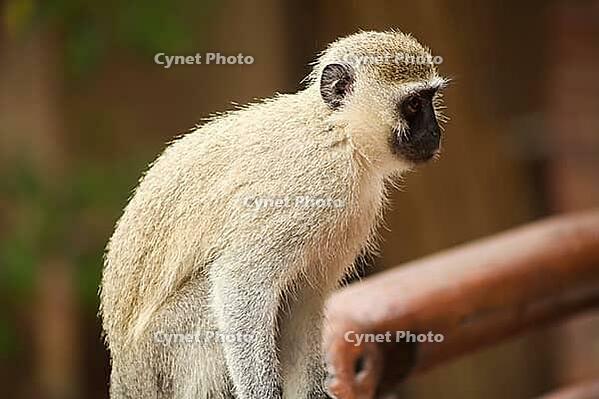 Close up view of a wild African Vervet Monkey in a South African wildlife reserve [IBR123723354]