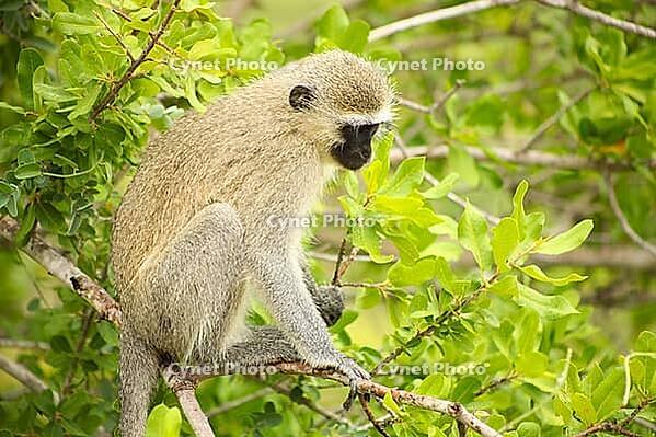 Close up view of a wild African Vervet Monkey in a South African wildlife reserve [IBR123723355]