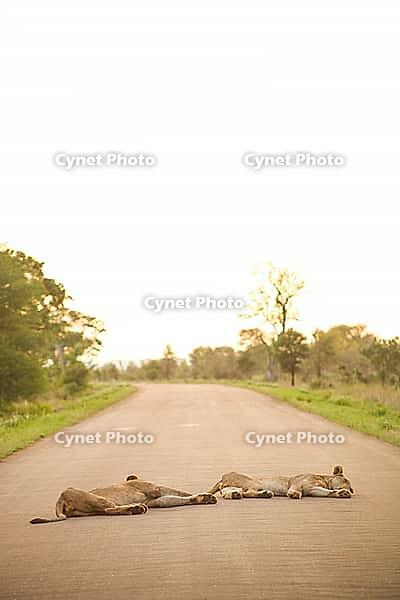 African Lions lying in a road on Safari in a South African Game Reserve [IBR123723357]