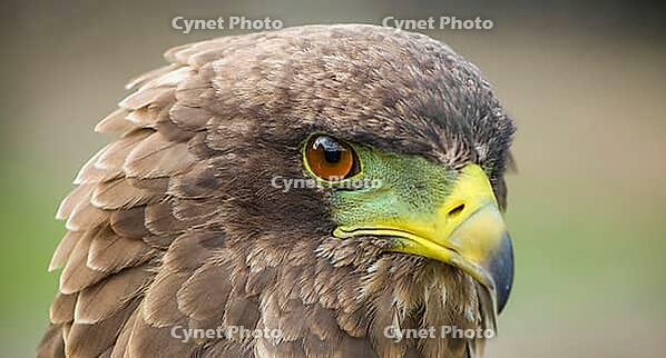 Close up macro of a brown eagle with a green and yellow beak [IBR123723358]