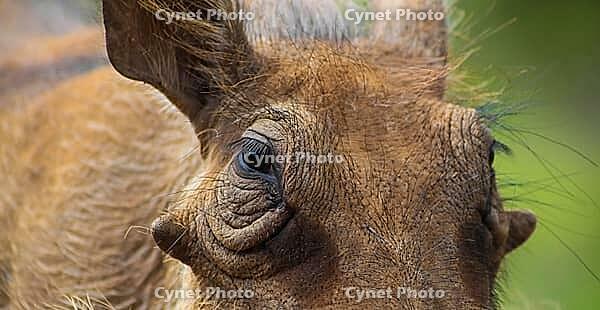 Close up of a wild African Warthog in a South African game reserve [IBR123723360]