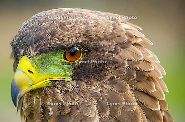 Close up macro of a brown eagle with a green and yellow beak [IBR123723361]