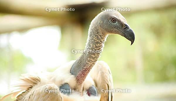 Close up of an African Vulture, Scavenger Bird of Prey [IBR123723362]