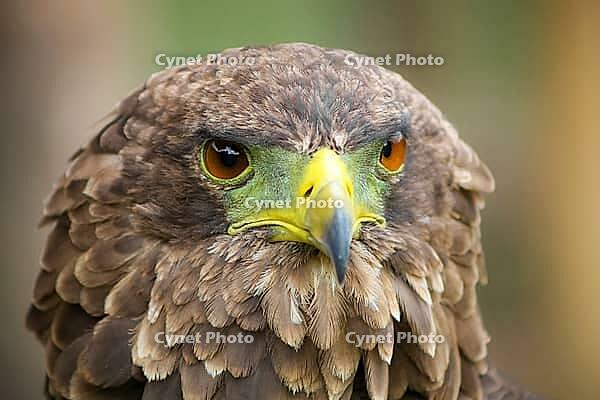 Close up macro of a brown eagle with a green and yellow beak [IBR123723363]