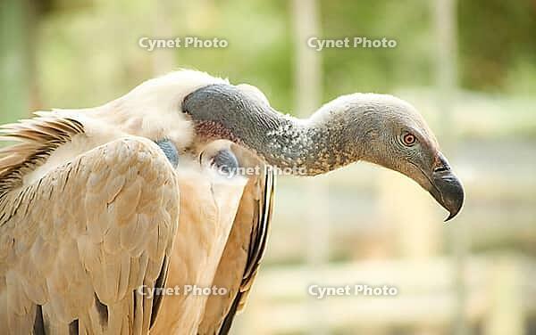 Close up of an African Vulture, Scavenger Bird of Prey [IBR123723364]