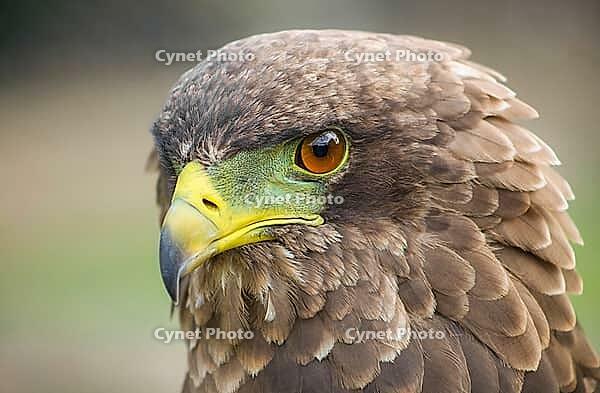 Close up macro of a brown eagle with a green and yellow beak [IBR123723365]