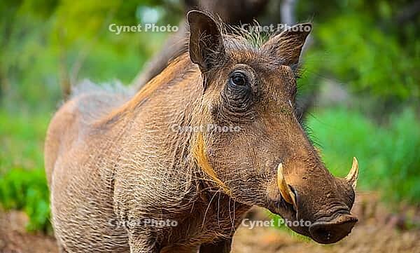 Close up of a wild African Warthog in a South African game reserve [IBR123723366]