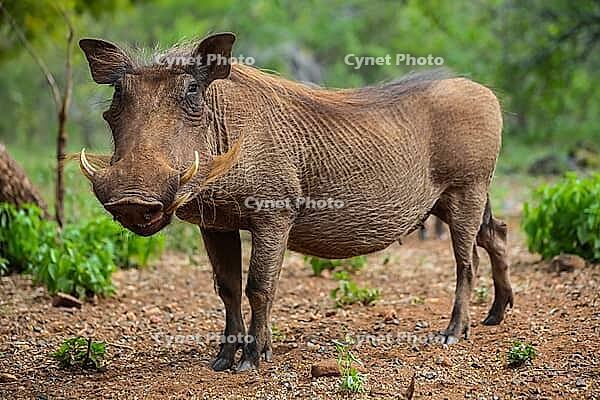 Close up of a wild African Warthog [IBR123723367]