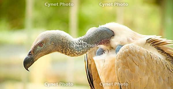 Close up of an African Vulture, Scavenger Bird of Prey [IBR123723368]