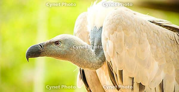 Close up of an African Vulture, Scavenger Bird of Prey [IBR123723369]