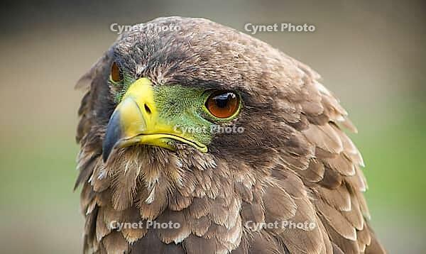 Close up macro of a brown eagle with a green and yellow beak [IBR123723370]