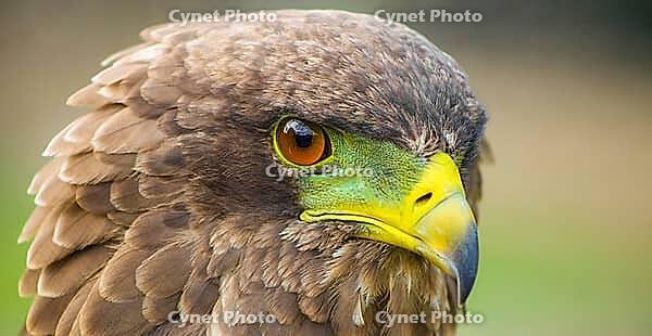 Close up macro of a brown eagle with a green and yellow beak [IBR123723371]