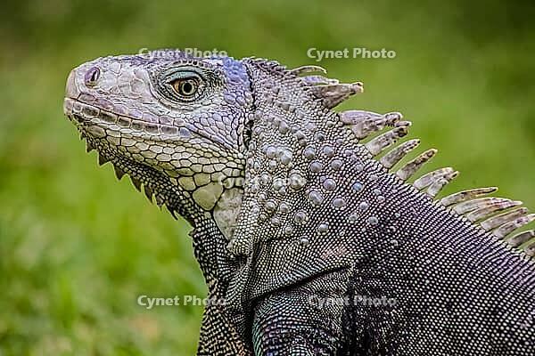 Close up of a Iguana, Harmless reptile, selective focus of a Lizard [IBR123723372]