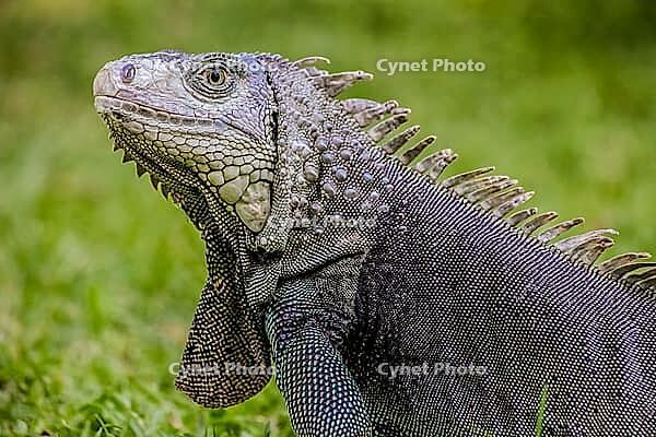 Close up of a Iguana, Harmless reptile, selective focus of a Lizard [IBR123723373]