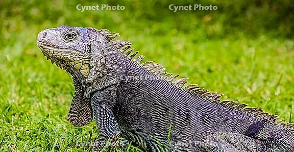 Close up of a Iguana, Harmless reptile, selective focus of a Lizard [IBR123723375]
