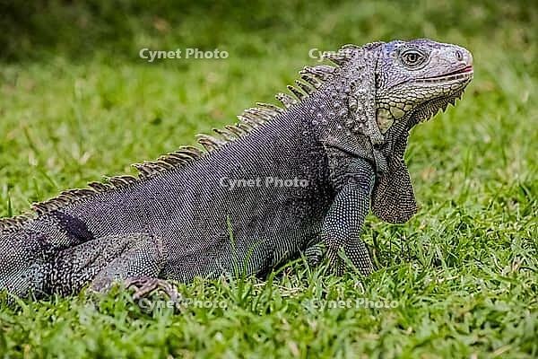 Fairly harmless reptile species often kept as a pet. Especially popular in the Americas [IBR123723376]