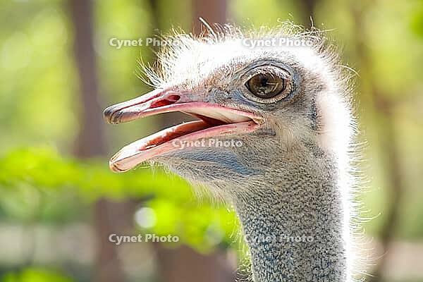 Close up of an African Ostrich head on a South African Game Reserve [IBR123723378]