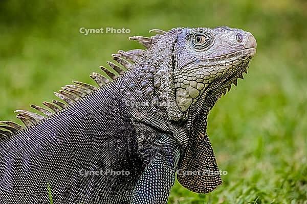 Close up of a Iguana, Harmless reptile, selective focus of a Lizard [IBR123723379]