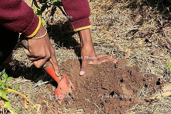 Close up of African child hands planting vegetables in soil [IBR123723380]