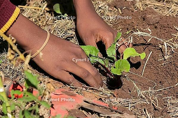 Close up of African child hands planting vegetables in soil [IBR123723381]