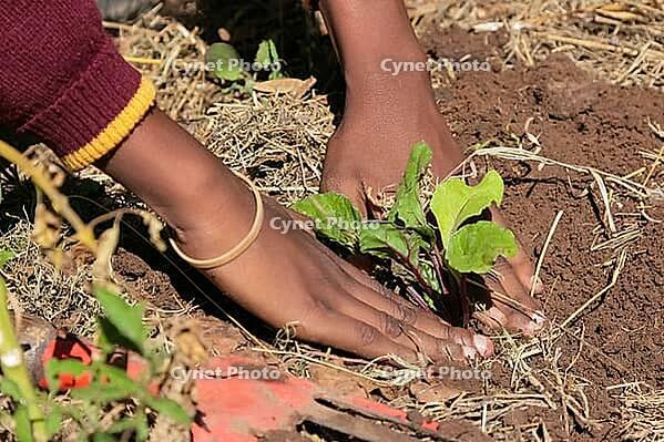 Close up of African child hands planting vegetables in soil [IBR123723382]
