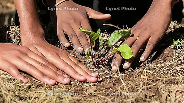 Close up of African child hands planting vegetables in soil [IBR123723383]