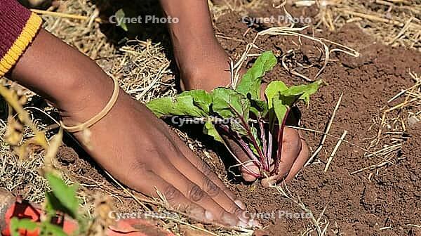 Close up of African child hands planting vegetables in soil [IBR123723384]